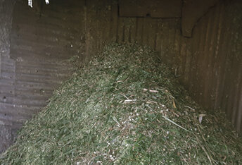 Na některých farmách upravovali objemná krmiva stabilní řezačkou