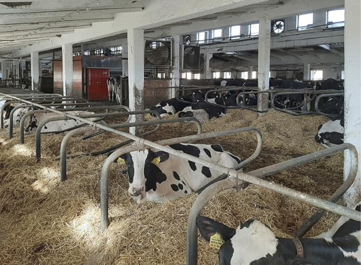 Detail vnitřního uspořádání produkční stáje